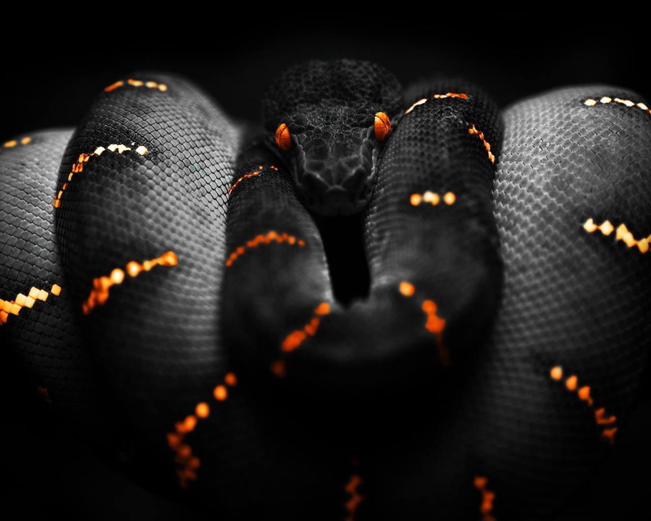 Картинка: Змея, кожа, чешуя, глаза, полосы, опасность, чёрный фон