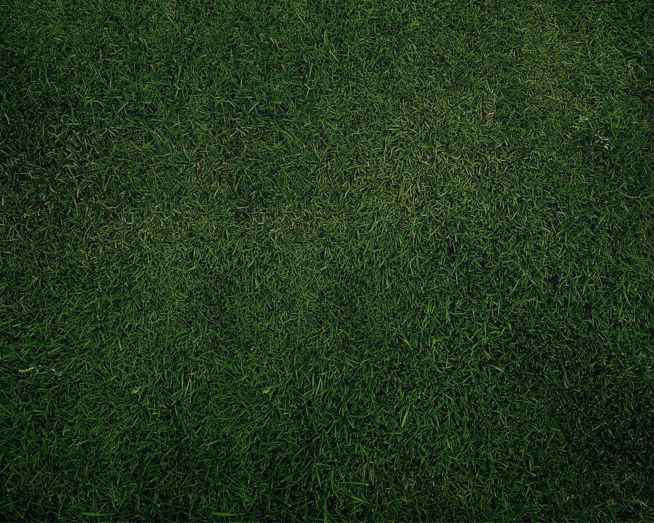 Картинка: Поле, газон, трава, зелёная