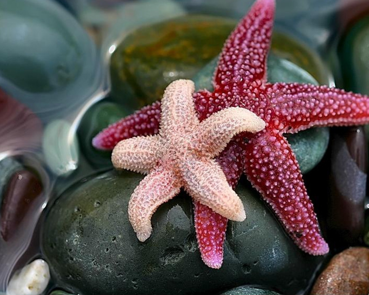Image: Starfish, stones, pebbles
