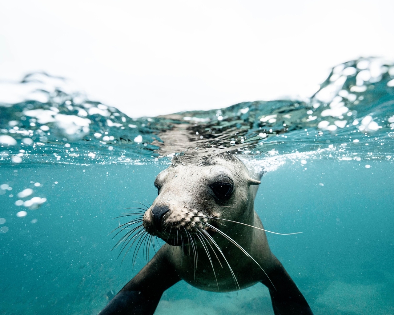 Image: Seal, water, swims