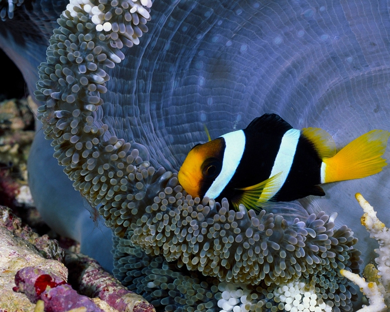 Картинка: Рыба-клоун, риф, актиния, щупальца