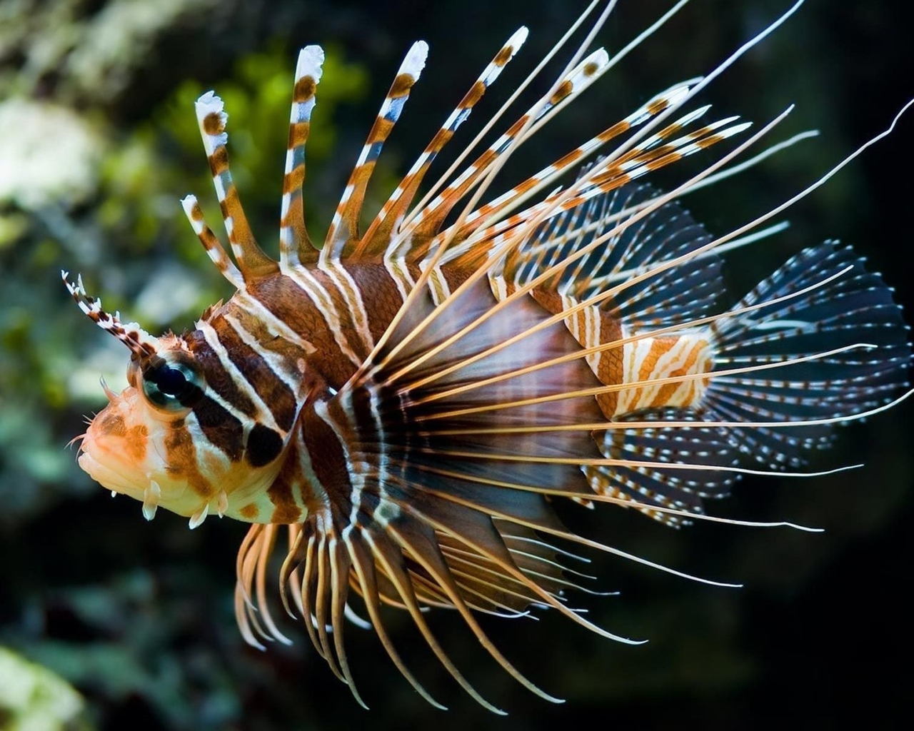 Image: Fish, lionfish, stripes, eye, fins