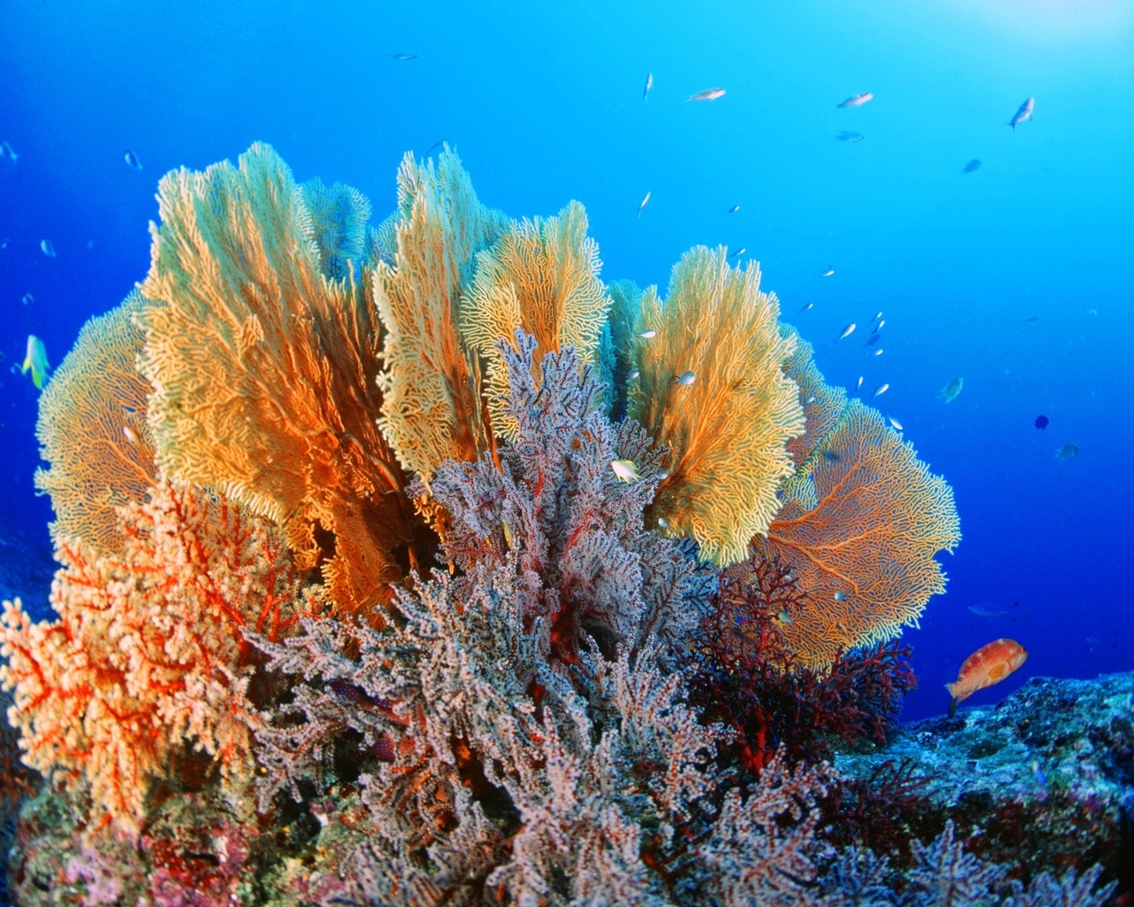 Картинка: Кораллы, рыбки, дно, вода