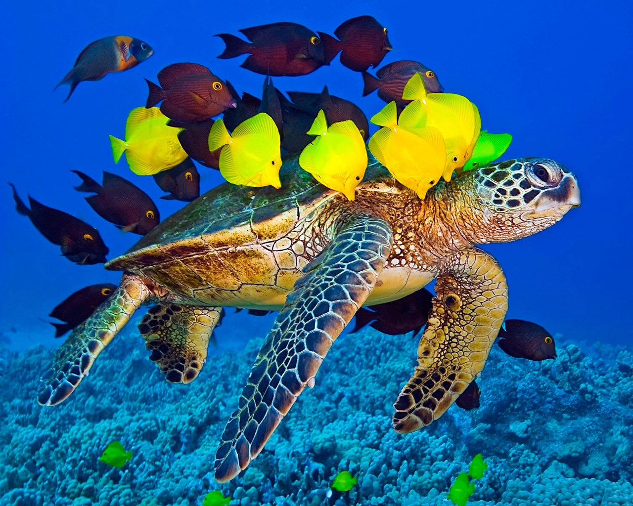 Картинка: Зелёная морская черепаха, рыбы, хирург, зебрасомы, кораллы