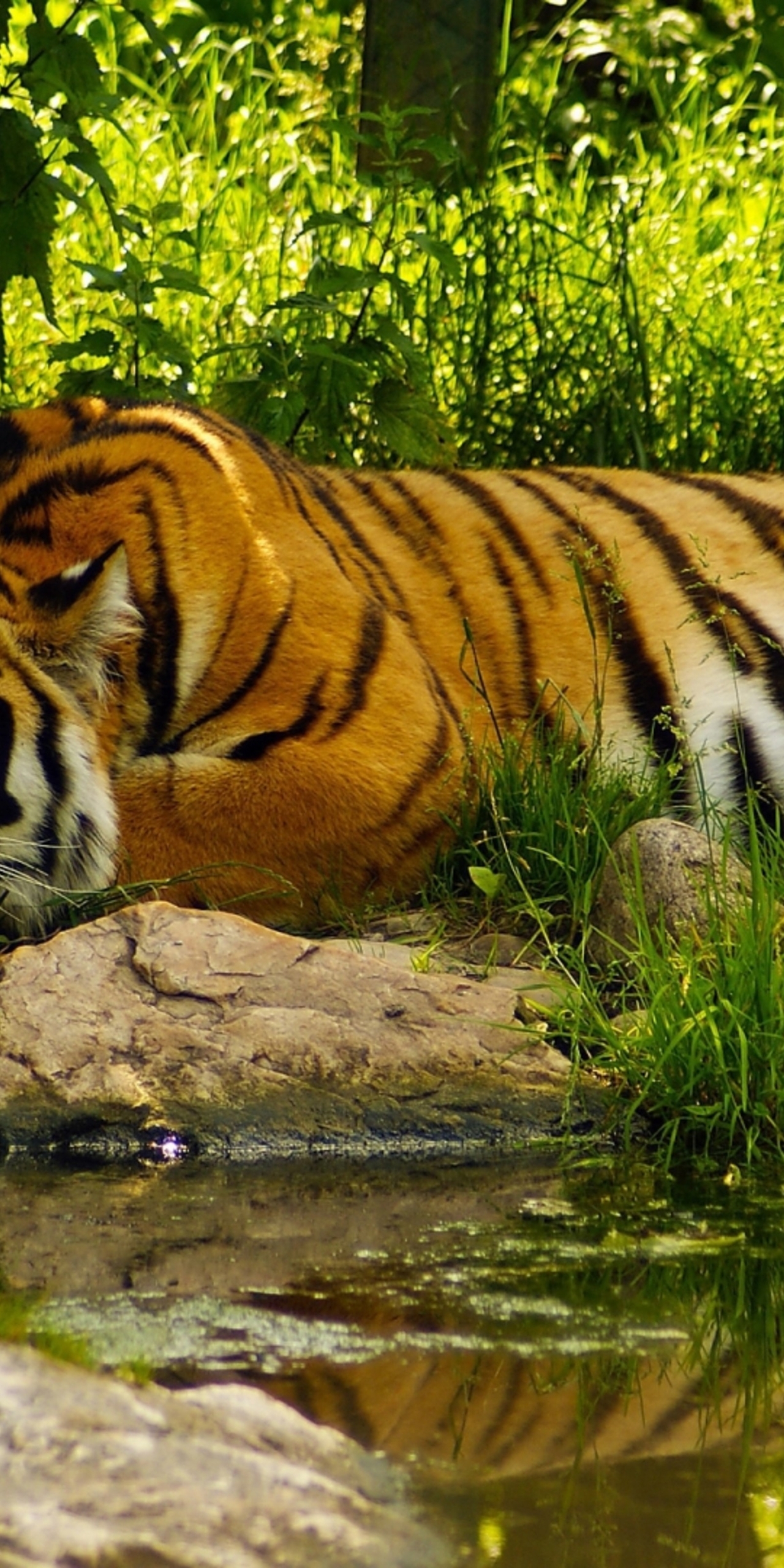 Картинка: Тигр, хищник, морда, полосы, лежит, отдых, вода, трава, отражение
