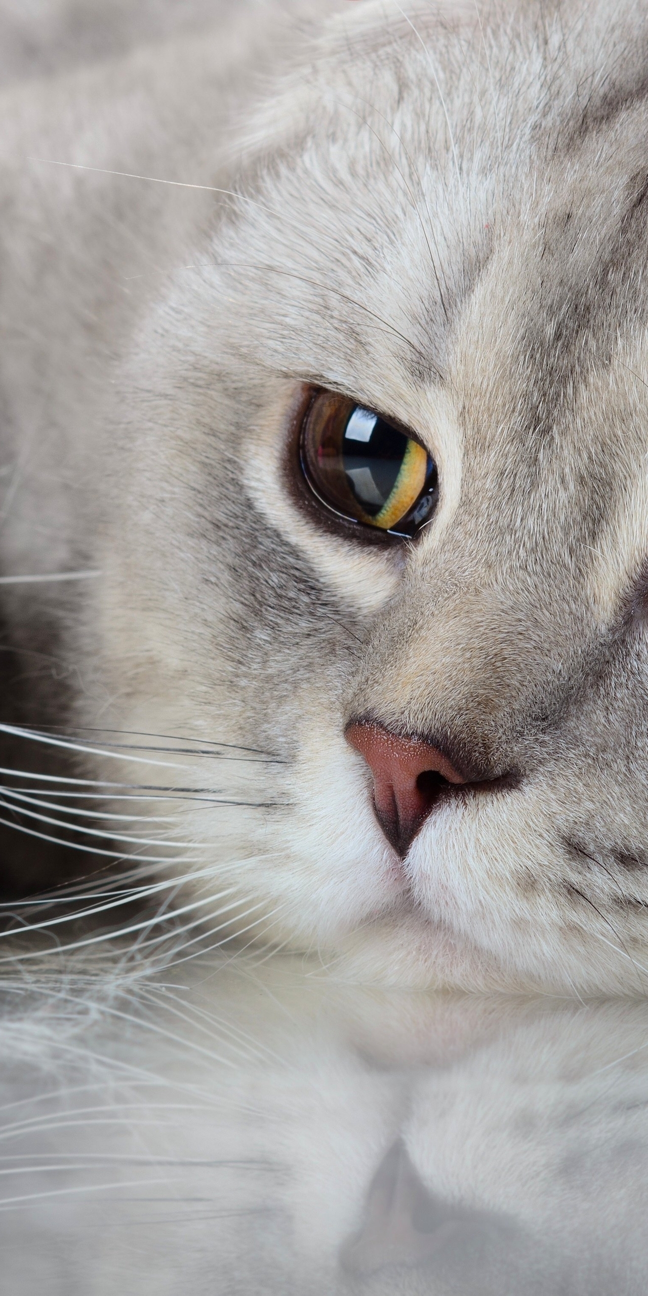 Картинка: Кошка, кот, серый, шерсть, морда, глаза, взгляд, усы, лапа, отражение