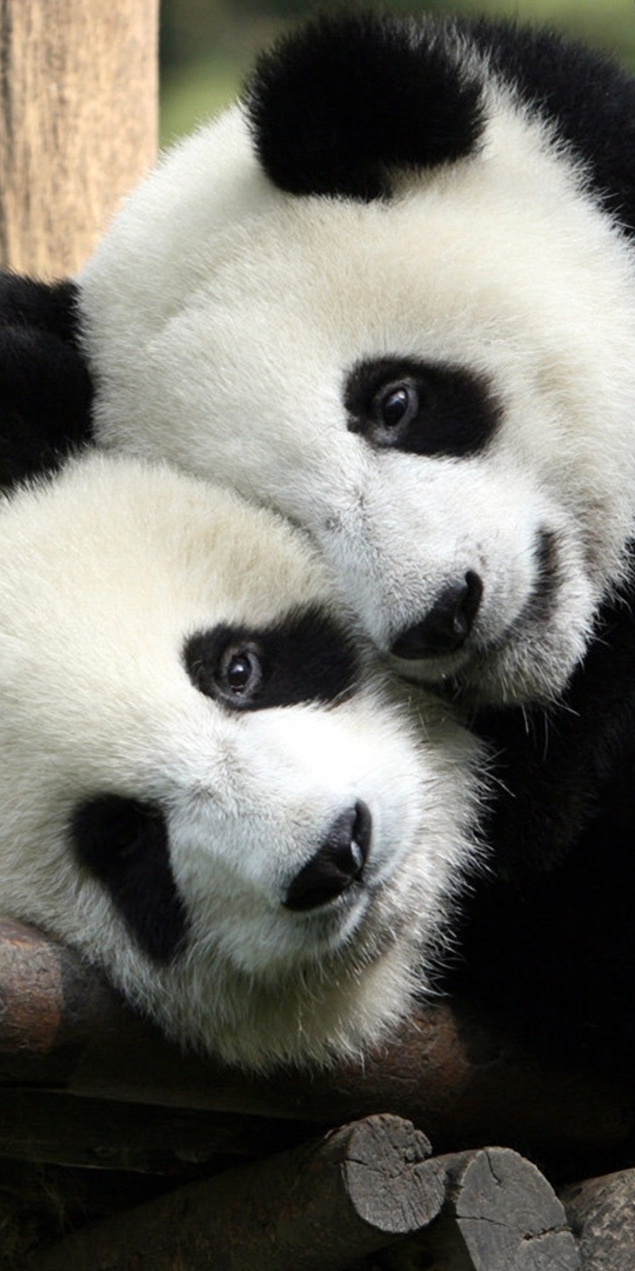 Image: Panda, couple, stay, sticks, tree