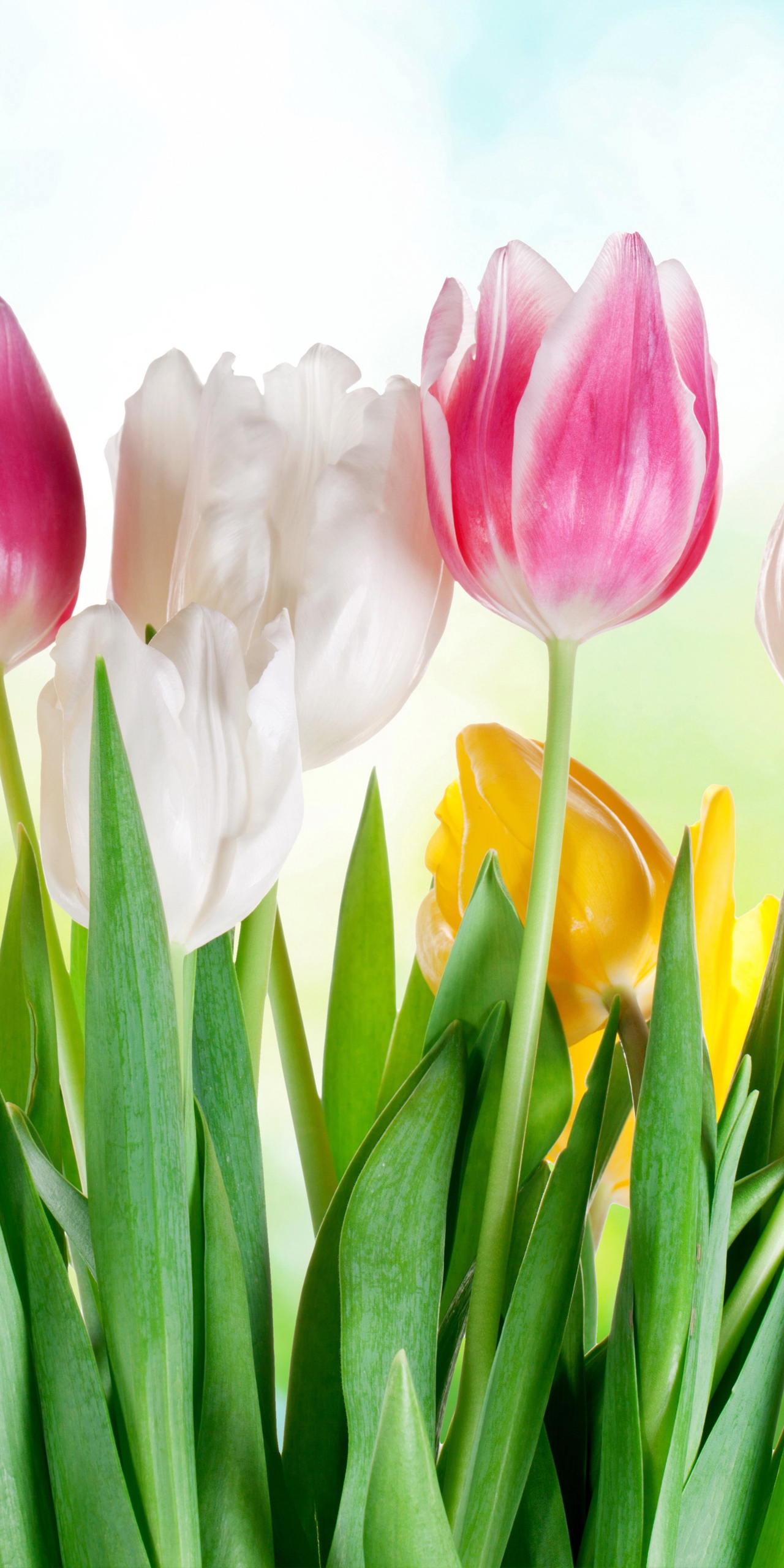 Image: Bouquet, tulips, flowers