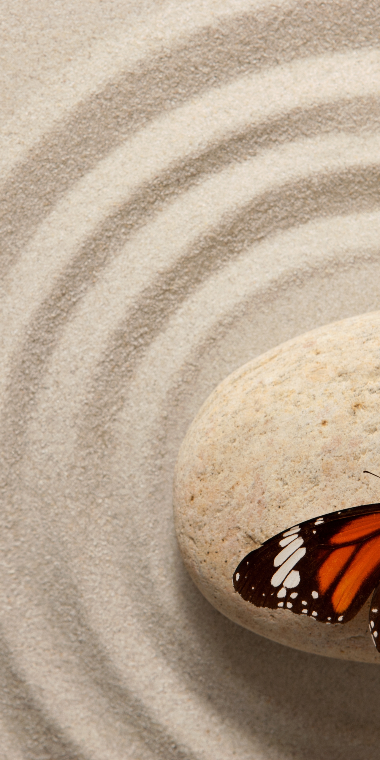 Картинка: Бабочка, крылья, окрас, камень, песок