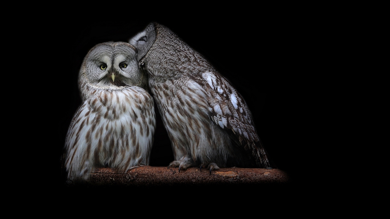 Image: Owl, couple, branch, sitting, background