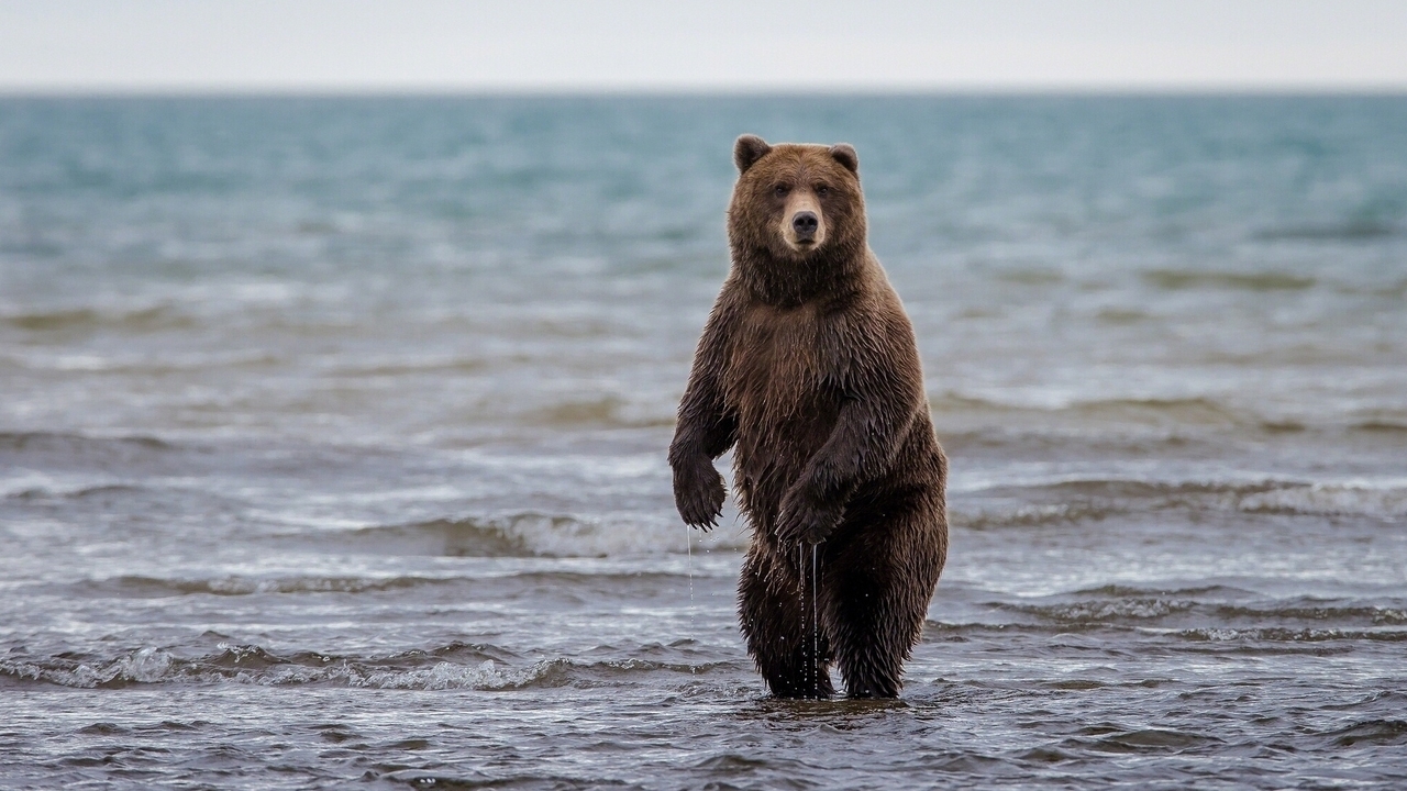Картинка: Мишка, медведь, гризли, стоит, вода, море