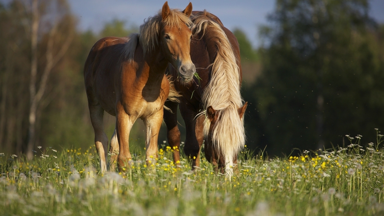 Image: Horse, couple, eating, grass, field, bokeh