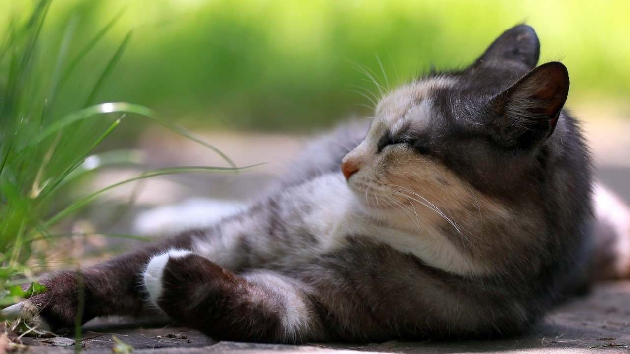 Картинка: Кошка, шерсть, лежит, отдых, профиль, морда, травинки, лето, тень