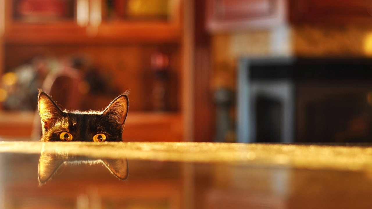 Картинка: Кот, чёрный, глаза, взгляд, уши, отражение