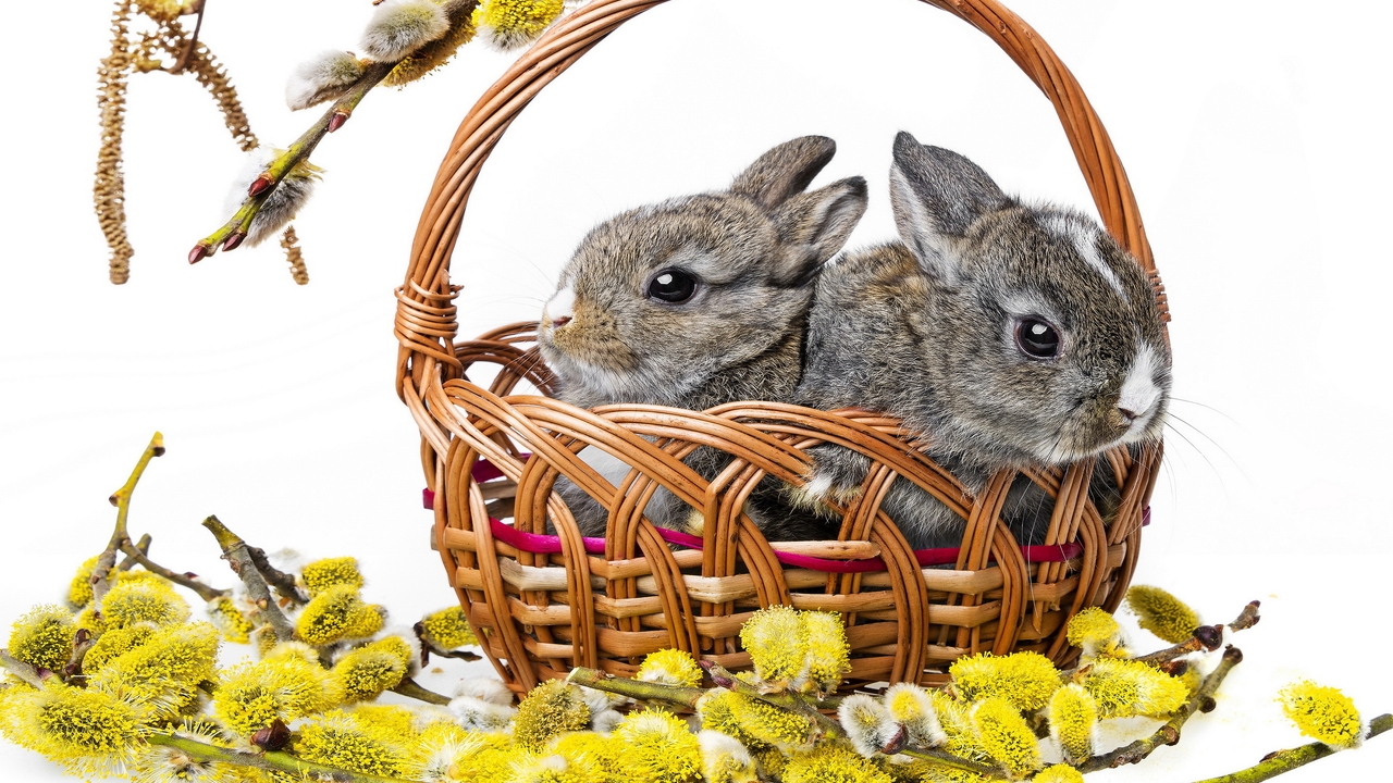Картинка: Кролики, два, корзинка, верба, веточки