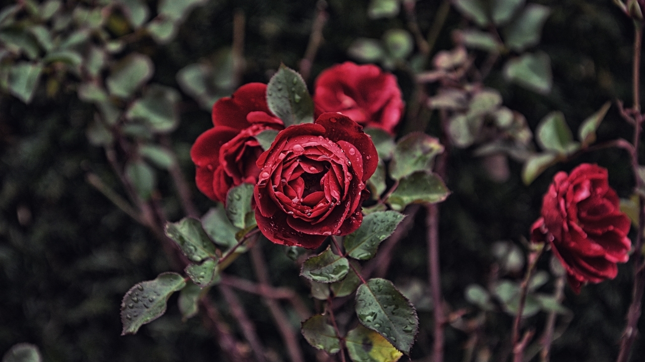Image: Roses, red, leaves, petals, Bud, Bush, drops