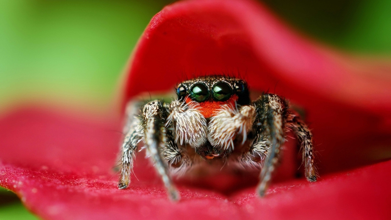 Image: Spider, close-up, macro