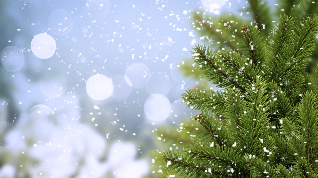 Image: Wood, spruce, pine, branch, needles, snow, snowflakes, reflections