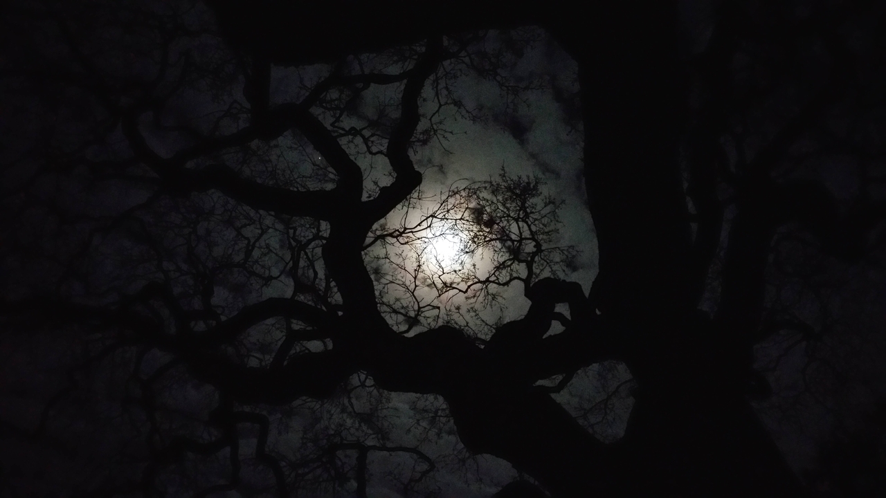 Image: Night, tree, branches, trunk, darkness, light, moon, clouds