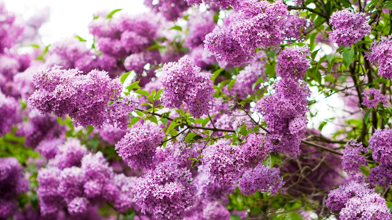 Image: Flowers, lilac, branches, leaves, spring, beauty