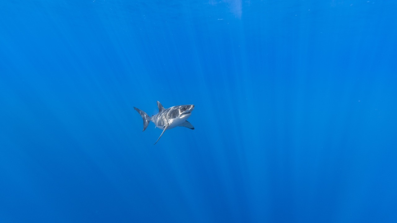 Image: Shark, light, glare, ocean, surface