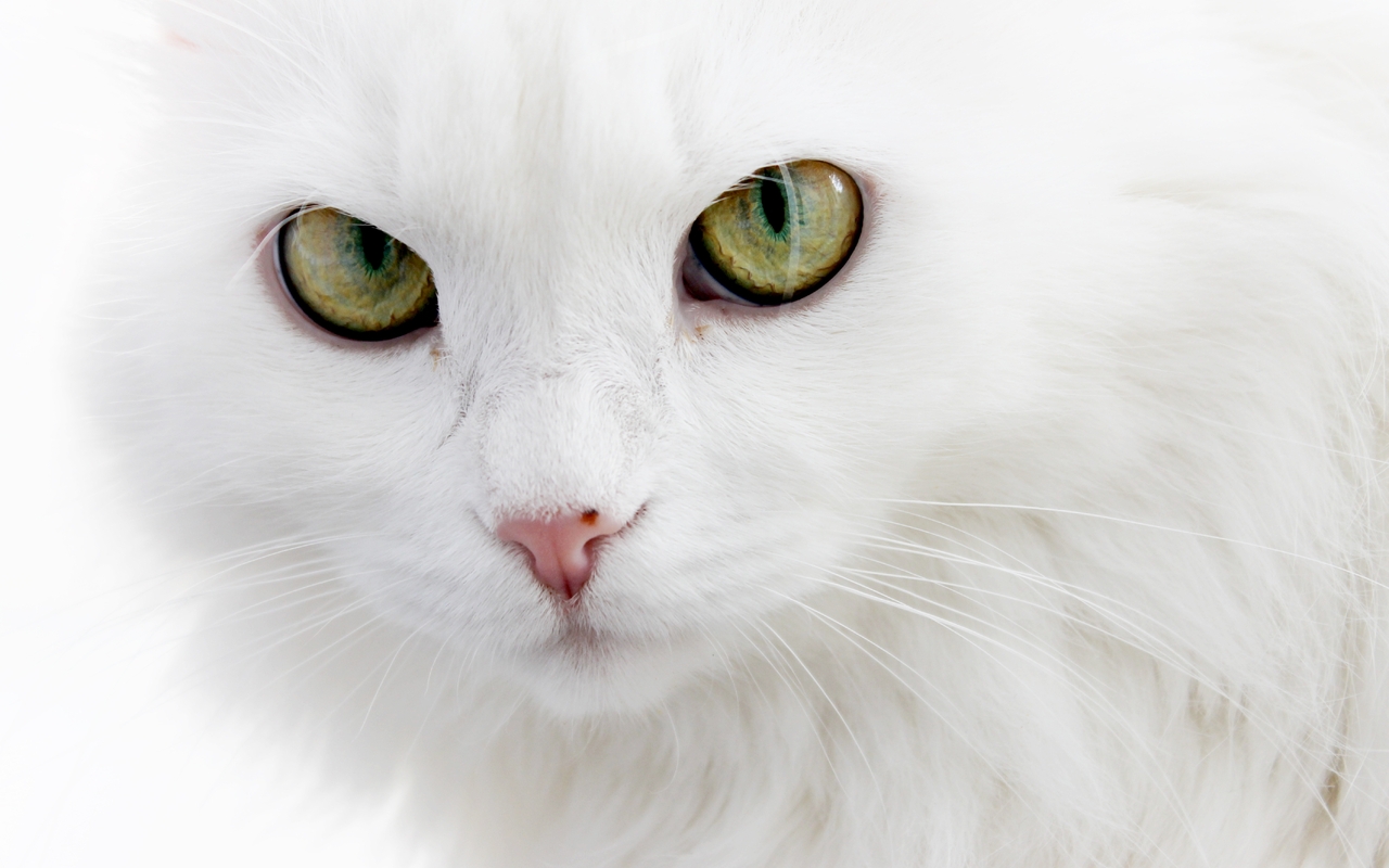 Image: Cat, muzzle, eyes, fluffy, white, close-up