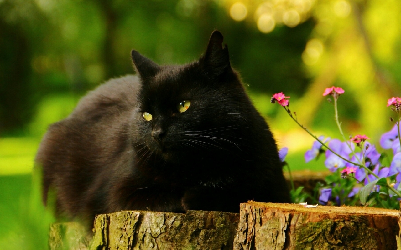 Картинка: Кот, кошка, чёрный, лежит, глаза, уши, пень, цветы, лето, день, солнечный, размытость