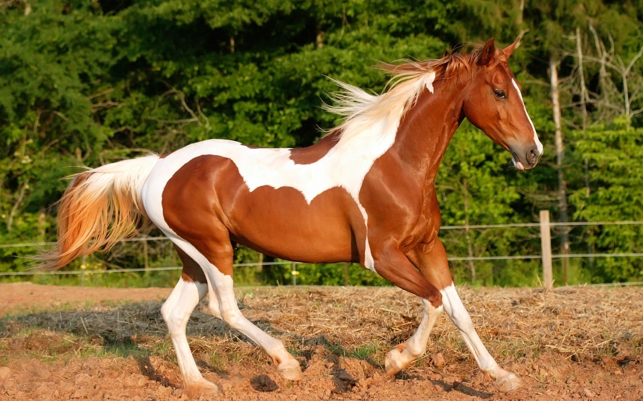 Картинка: Лошадь, конь, окрас, бег, деревья