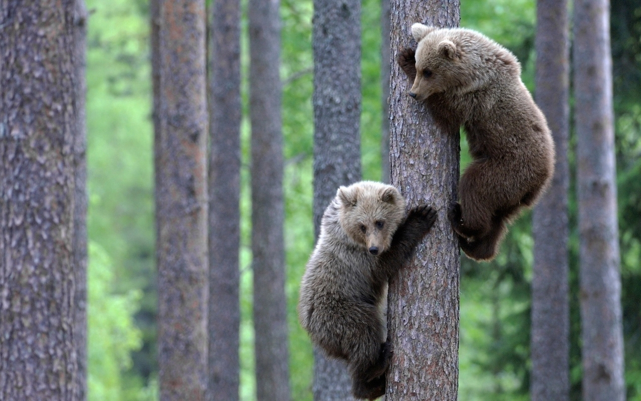 Картинка: Медведи, медвежата, двое, лес, деревья