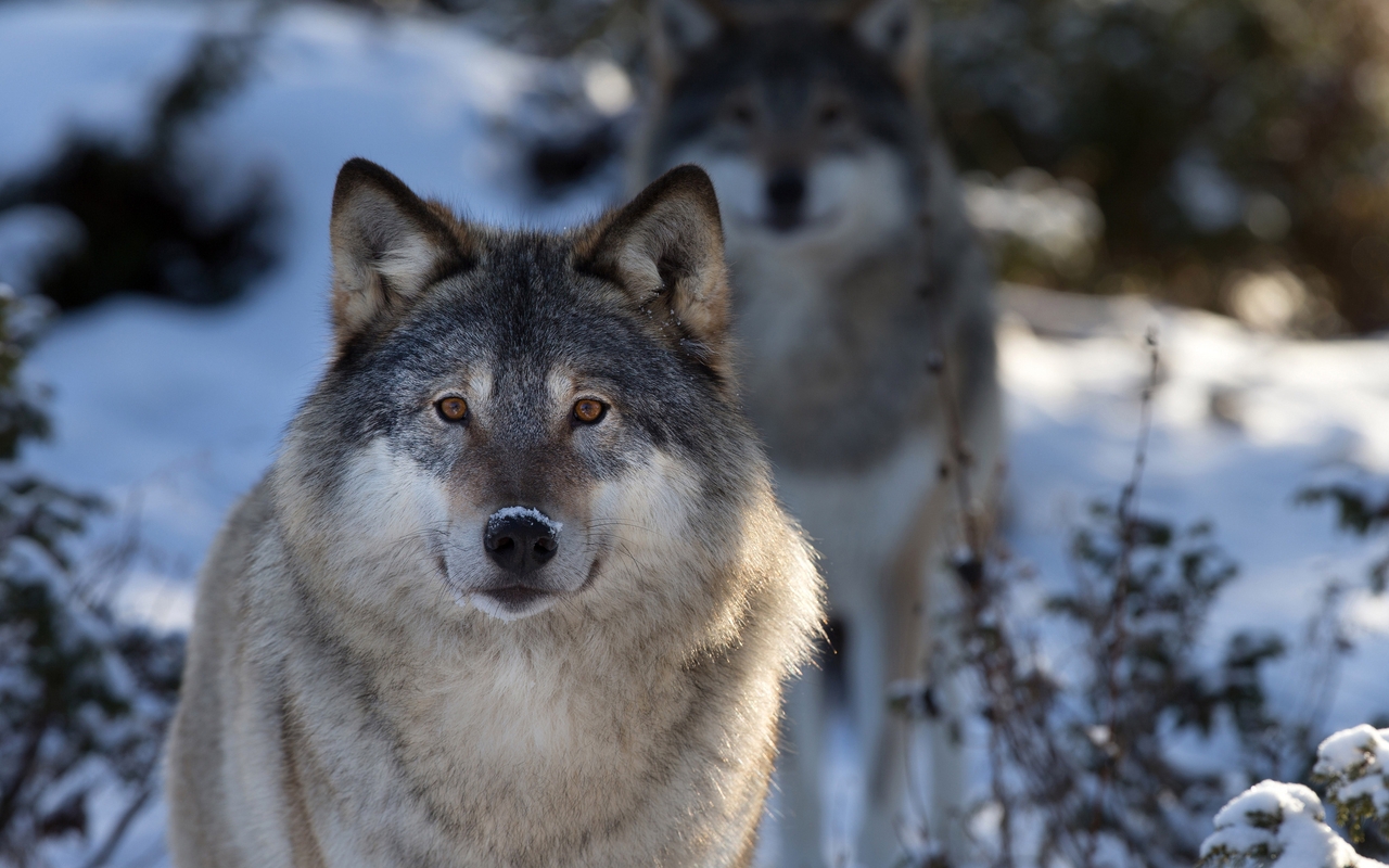 Картинка: Волки, зима, снег, смотрит, нос, уши
