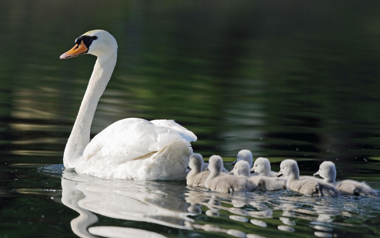 Картинка: Лебедь, белый, птица, птенцы, голова, шея, перья, вода, плывут
