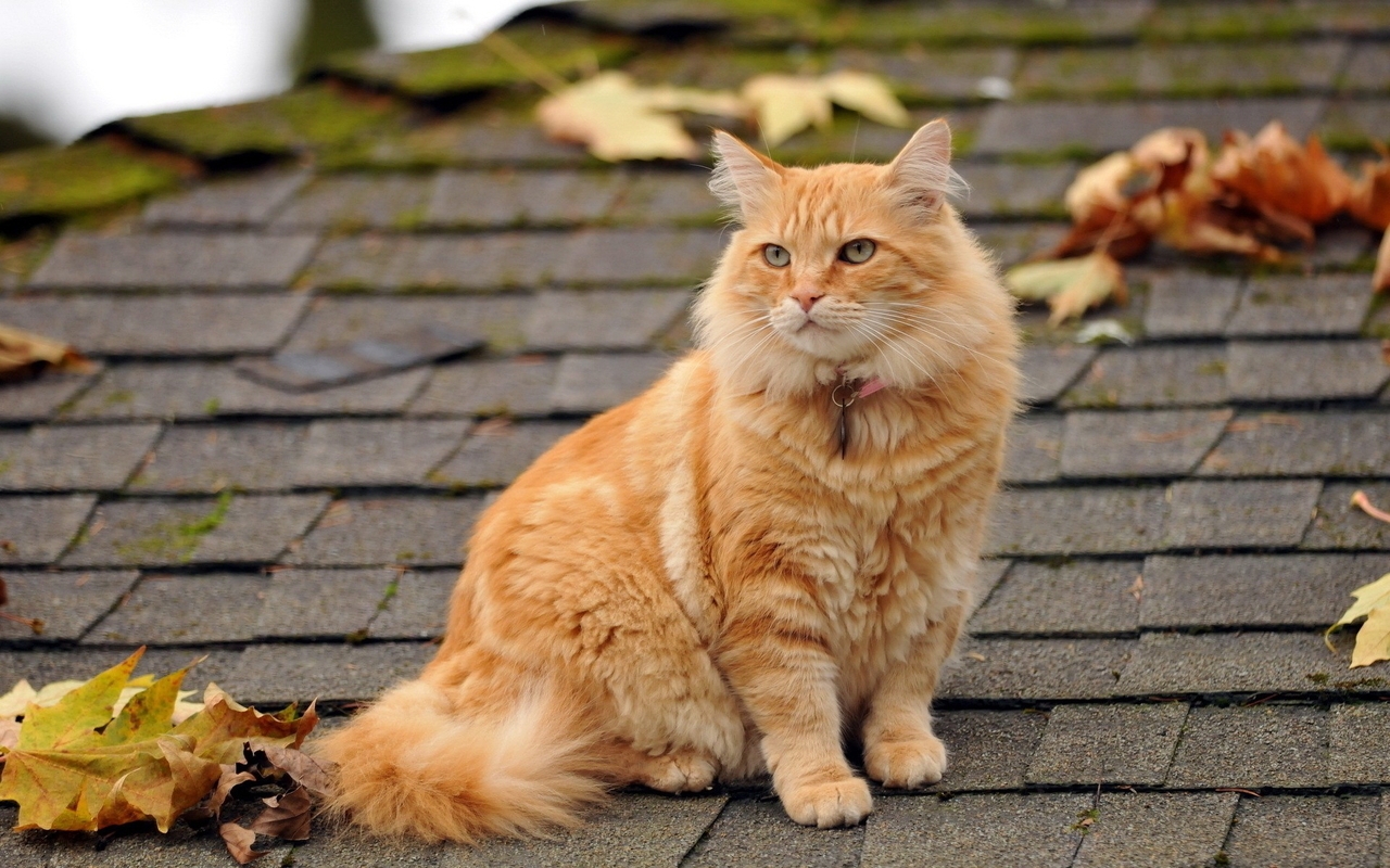 Картинка: Кот, рыжий, сидит, ошейник, взгляд, крыша, листья