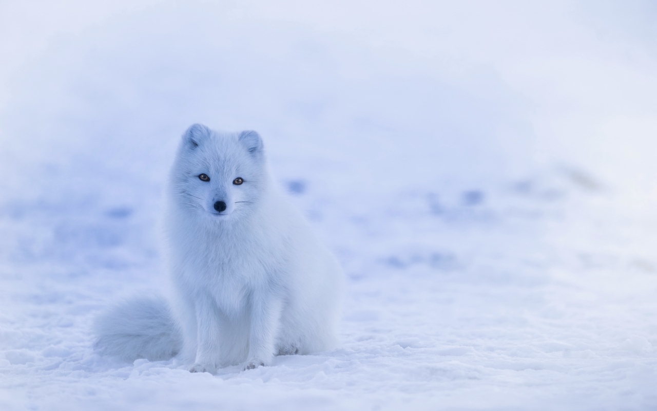 Картинка: Песец, белая, полярная, лисица, лиса, снег, зима