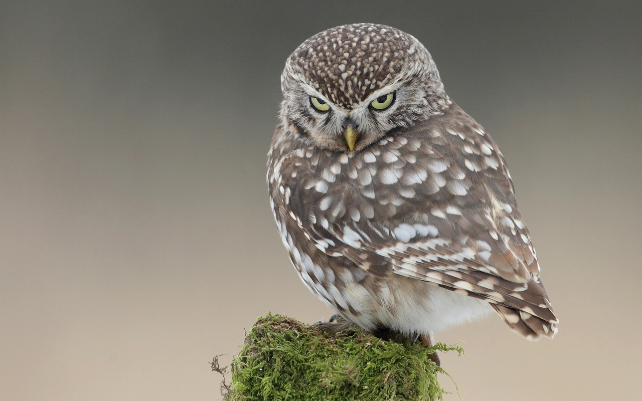 Image: Owl, look, small, sitting, moss