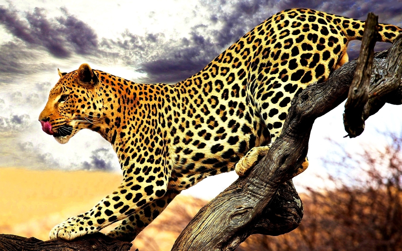Картинка: Леопард, пятна, хищник, тело, язык, лапы, ветка дерева