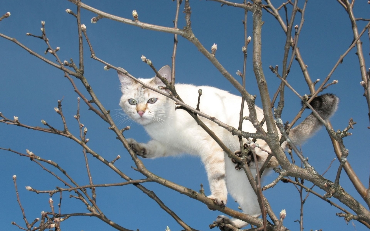 Image: Cat, white, tree, pussy willow, buds, sky, height