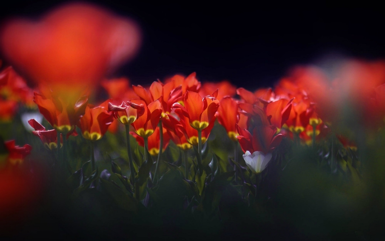 Image: Tulips, flowers, red, stems, leaves, blur