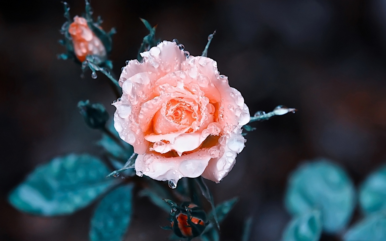 Image: Rose, pink, flower, drops, dew, flower buds, leaves, blur