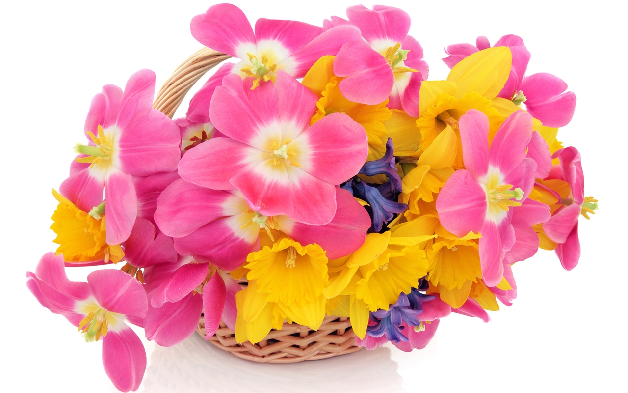 Картинка: Цветы, букет, нарциссы, тюльпаны, корзинка, праздник, белый фон, весна