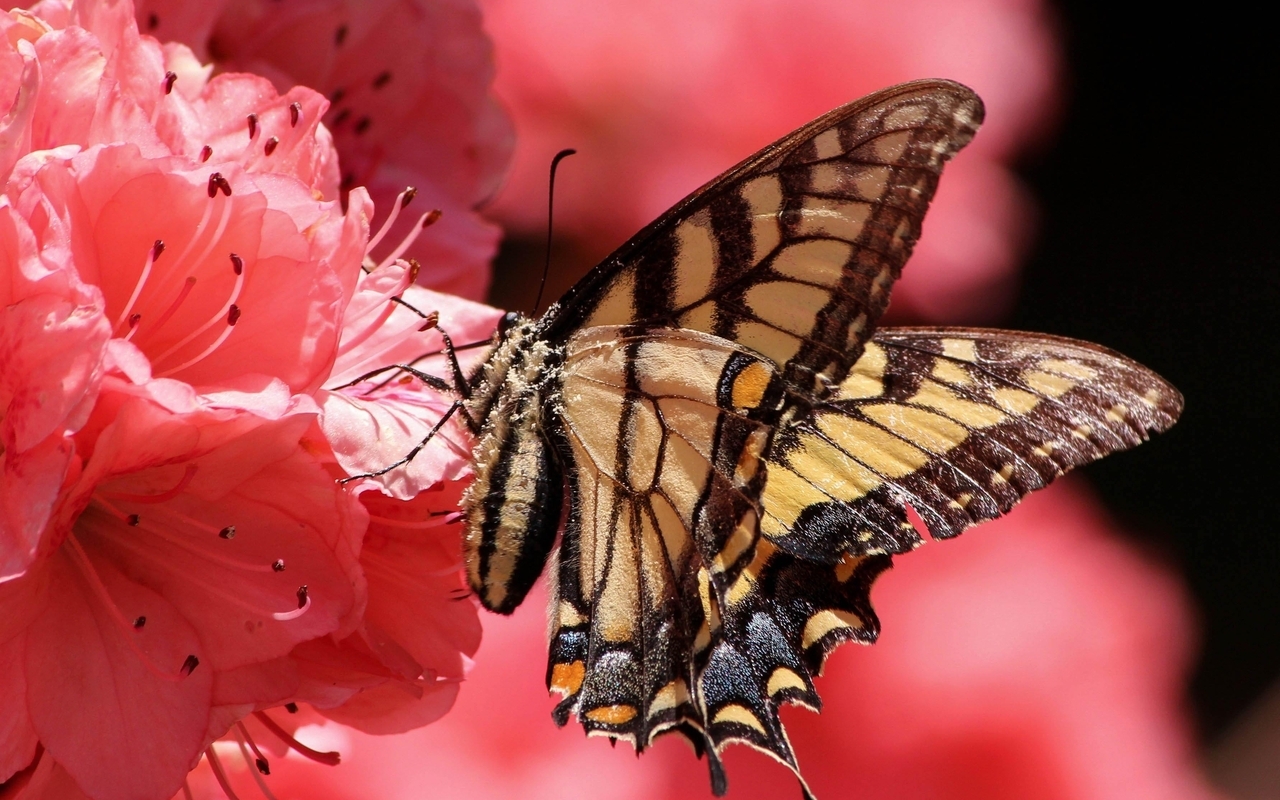 Картинка: Бабочка, розовый цветок, свет