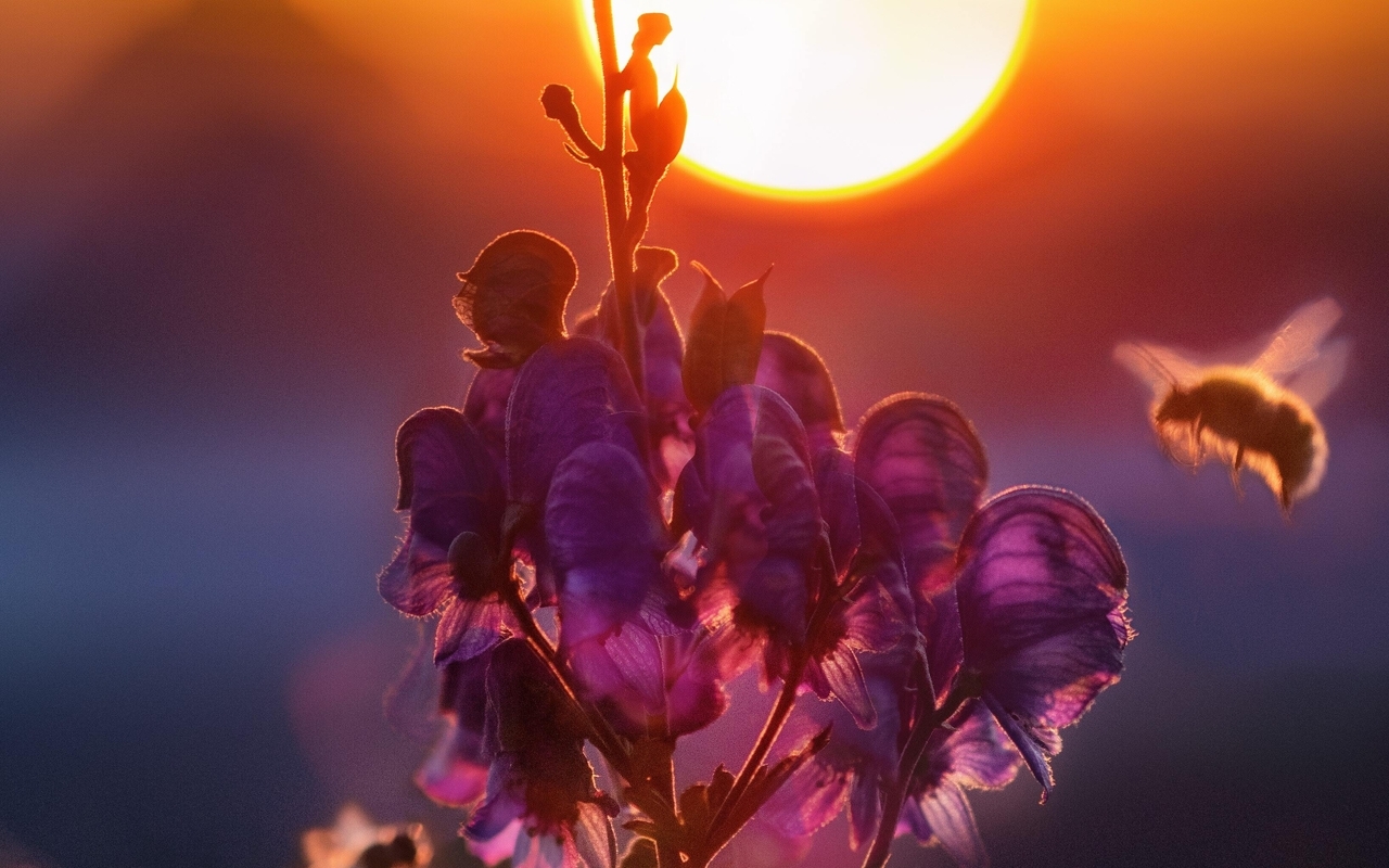 Картинка: Пчела, цветок, солнце, закат, блики, размытость