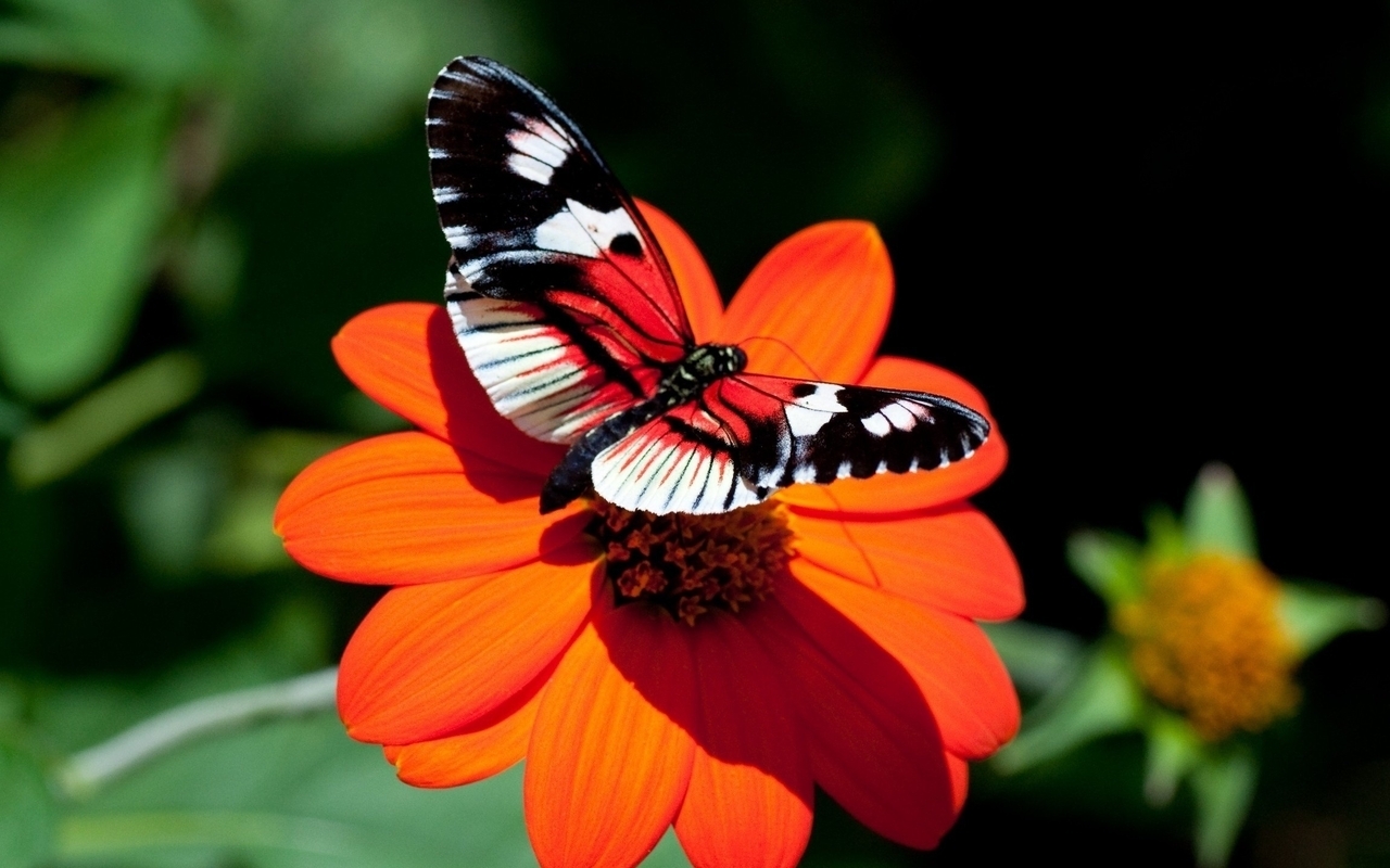 Картинка: Бабочка, крылья, цветок, оранжевый