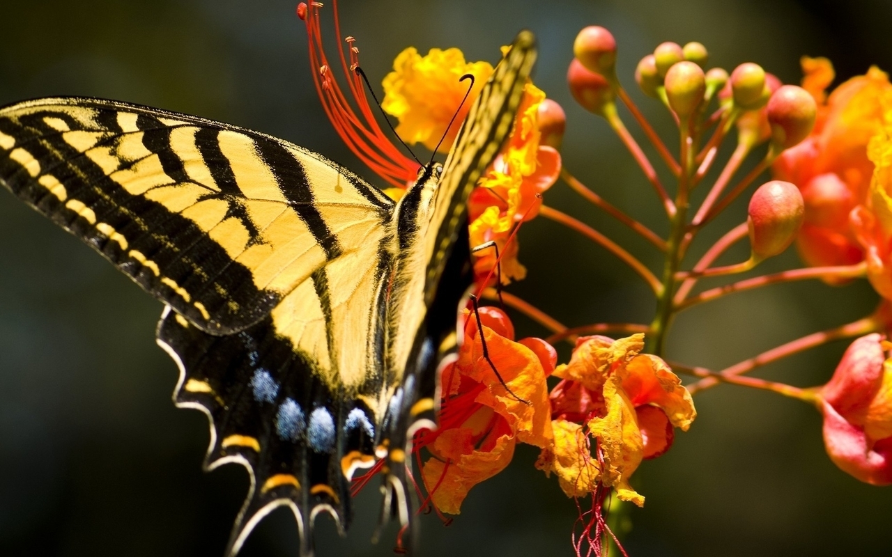 Картинка: бабочка, полосатая бабочка, цветы, оранжевые цветы