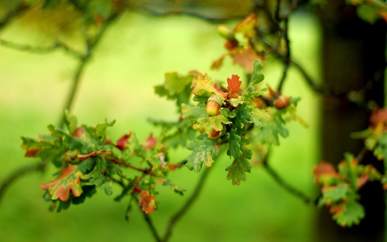 Картинка: Жёлудь, ветка, дуб, листья, зелень, осень