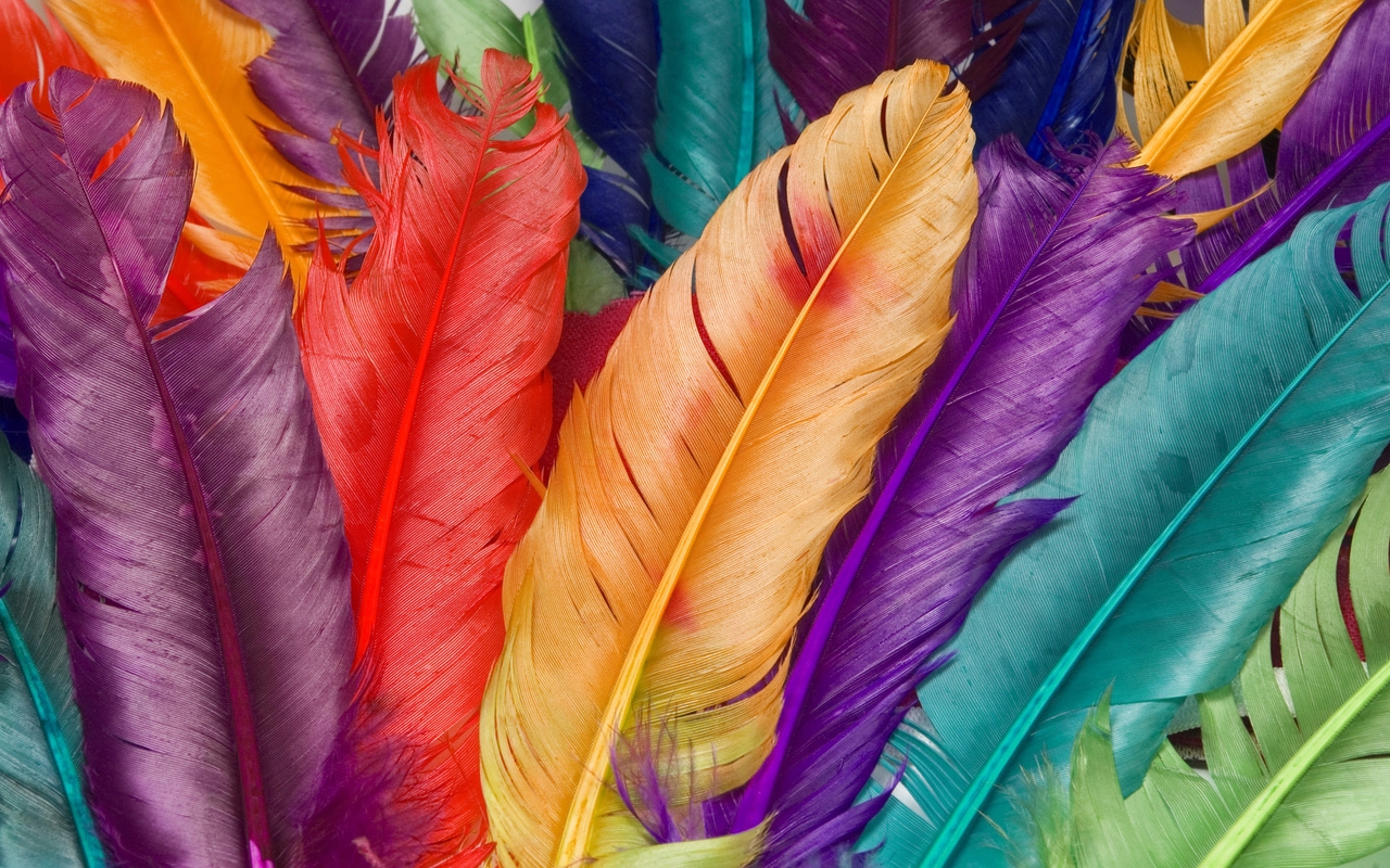 Image: Feathers, colorful, macro