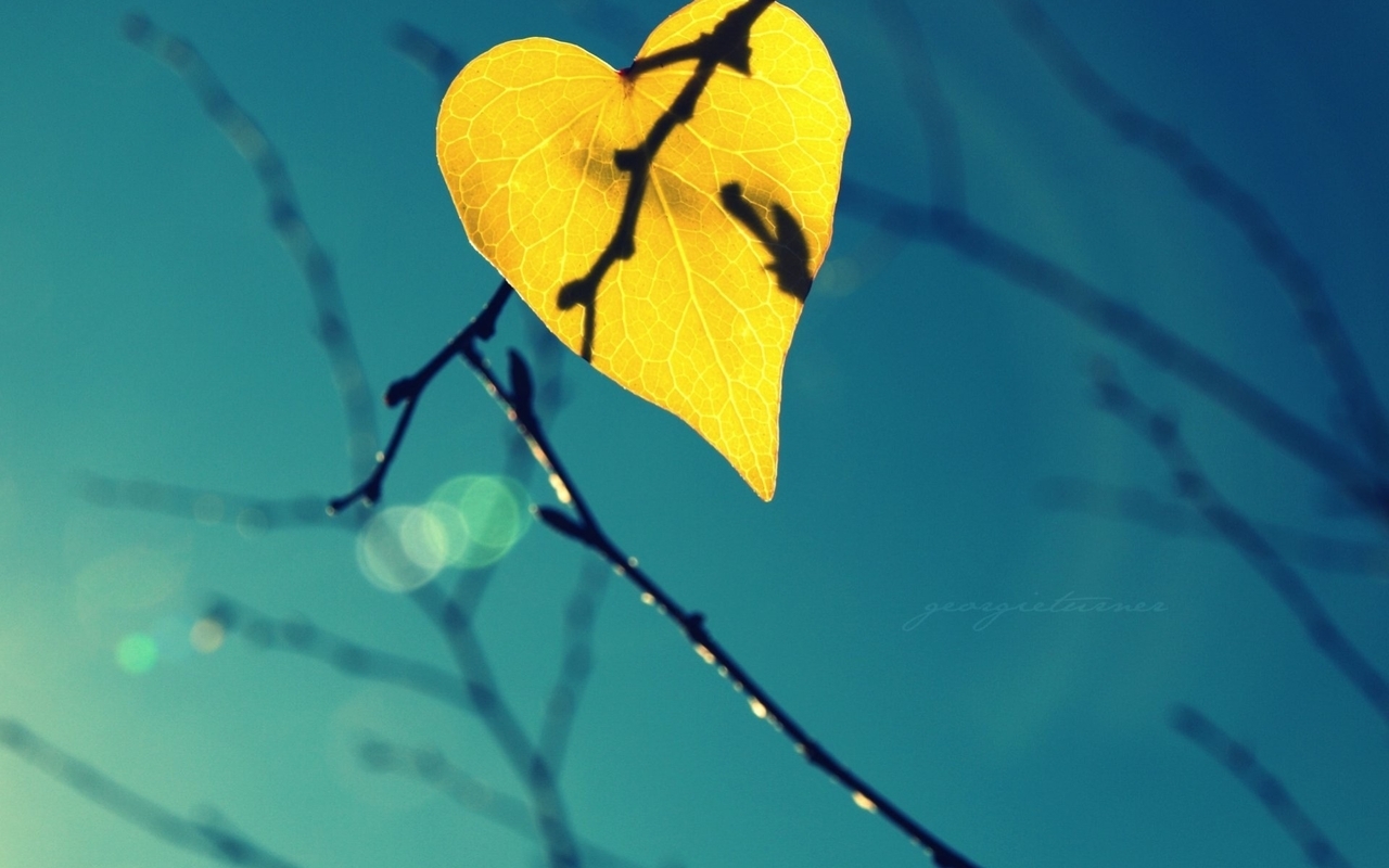 Image: Sheet, yellow, branches, fall, form, heart, heaven, bokeh, close-up, background