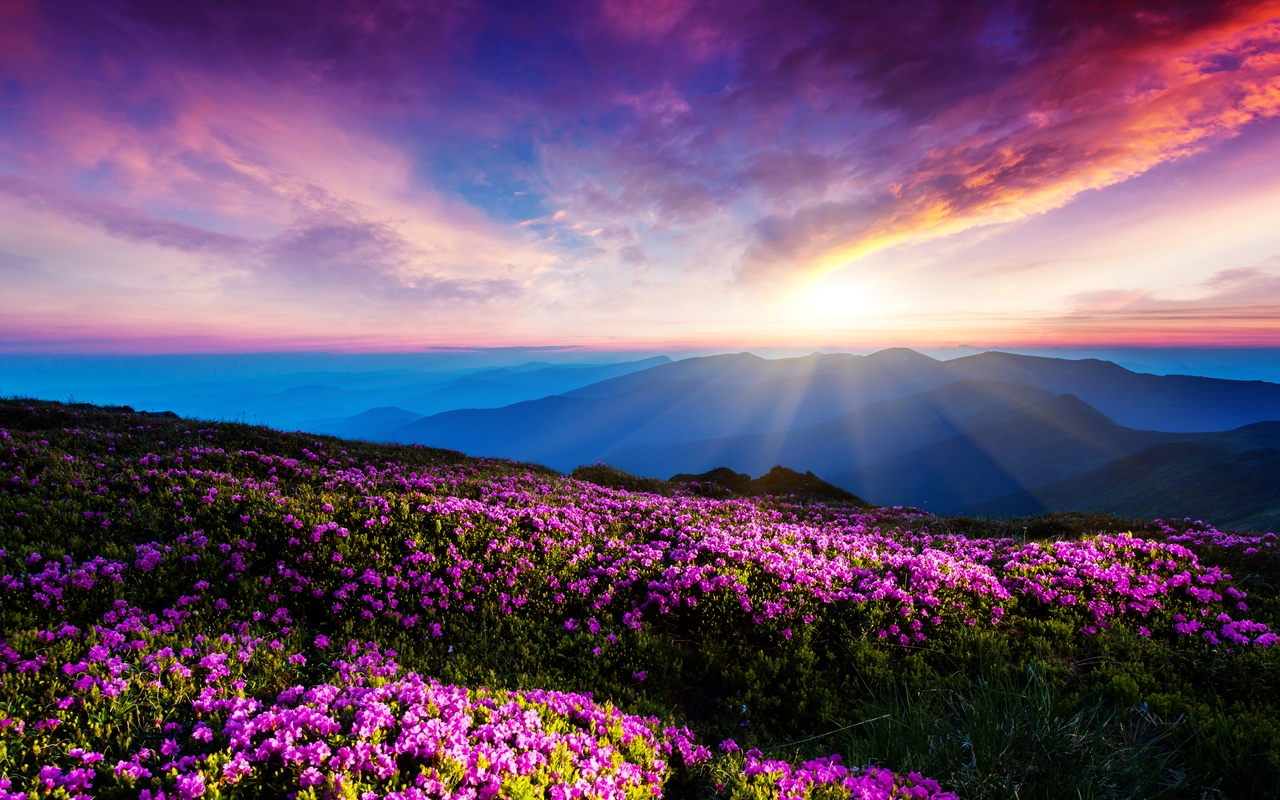 Картинка: Пейзаж, цветы, рассвет, лучи солнца, небо, облака, горы, туман, горизонт