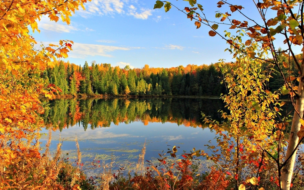 Картинка: Осень, листья, деревья, вода, отражение
