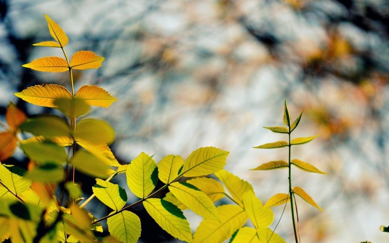 Image: Leaves, branches, blurred background