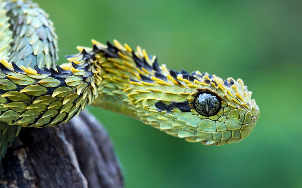 Картинка: Гадюка, змея, чешуя, глаз, древесина